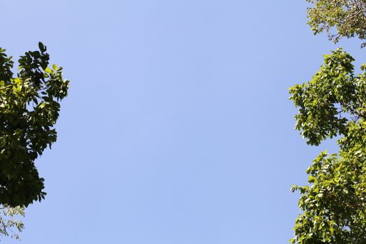 leaf with blue sky