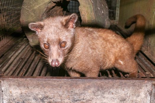 Palm Civet eats ripe robusta coffee berries. Portrait of nocturnal animals Small-toothed palm civet ( Arctogalidia trivirgata ) in cage looking at camerain night time. Civet cat portrait closeup.