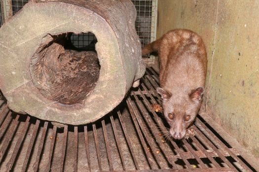 Asian Palm Civet - The animal used for the production of expensive coffee Kopi Luwak. Portrait of nocturnal animals Small-toothed palm civet Arctogalidia trivirgata in cage looking at camerain night.