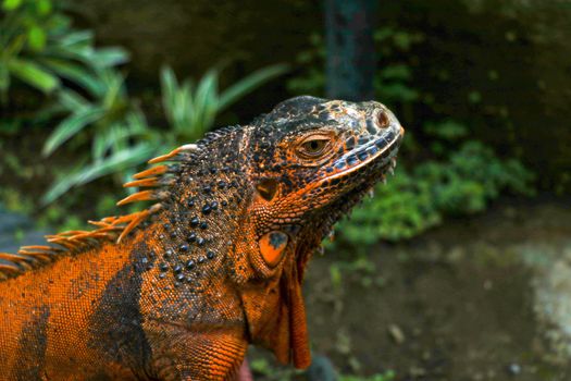 Side view of Red Iguana's head. Portrait side view Iguana iguana. Isolated on natural background. Large adult lizard. Beautiful Red Iguana, animal closeup. A subspecies of the Red Morph. Shy lizard.