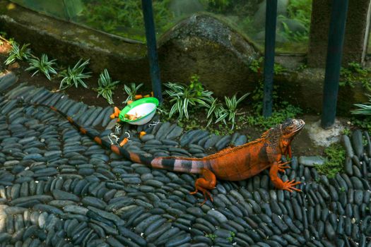 Red Iguana on black lava pebbles. Large adult lizard. Beautiful Red Iguana on stones, animal closeup. A subspecies of the Red Morph. Shy animal red iguana that is perched on stones.