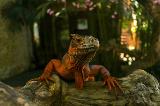 Front view of Red Iguana's head. Red Iguana climbing up a tree. Macro photo of large Iguana iguana. Red iguana Isolated on natural background. Large adult lizard. Beautiful Red Iguana, animal closeup. A subspecies of the Red Morph. Shy animal red iguana.