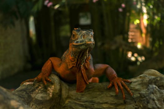 Front view of Red Iguana's head. Red Iguana climbing up a tree. Macro photo of large Iguana iguana. Red iguana Isolated on natural background. Large adult lizard. Beautiful Red Iguana, animal closeup. A subspecies of the Red Morph. Shy animal red iguana.