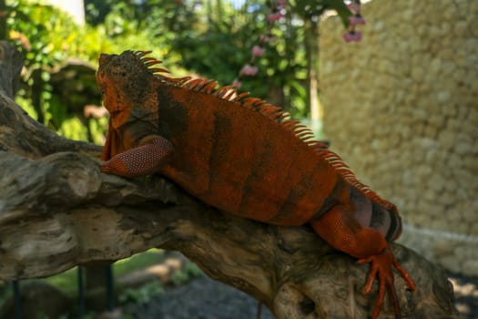 Full body side view of Red Iguana. Red Iguana climbing on branch. Macro photo of large Iguana iguana. Lizard Isolated on natural background. Large adult animal. Beautiful Red Iguana, animal closeup.