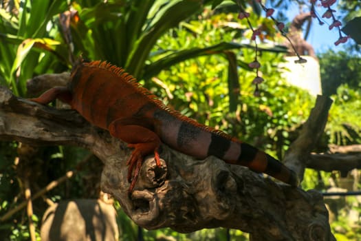 Full body side view of Red Iguana. Red Iguana climbing on branch. Macro photo of large Iguana iguana. Lizard Isolated on natural background. Large adult animal. Beautiful Red Iguana, animal closeup.