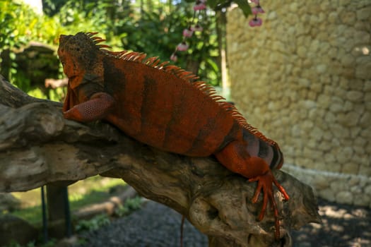 Full body side view of Red Iguana. Red Iguana climbing on branch. Macro photo of large Iguana iguana. Lizard Isolated on natural background. Large adult animal. Beautiful Red Iguana, animal closeup.