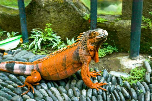 Red Iguana on black lava pebbles. Large adult lizard. Beautiful Red Iguana on stones, animal closeup. A subspecies of the Red Morph. Shy animal red iguana that is perched on stones.
