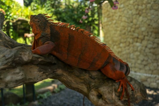 Full body side view of Red Iguana. Red Iguana climbing on branch. Macro photo of large Iguana iguana. Lizard Isolated on natural background. Large adult animal. Beautiful Red Iguana, animal closeup.