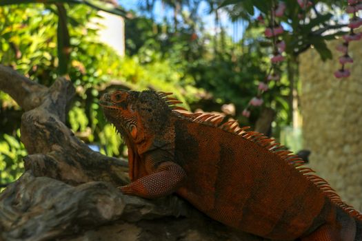 Side view of Red Iguana's head. Red Iguana climbing up tree. Macro photo of large Iguana iguana. Portrait side view Red iguana Isolated on natural background. Large adult lizard. Beautiful Red Iguana