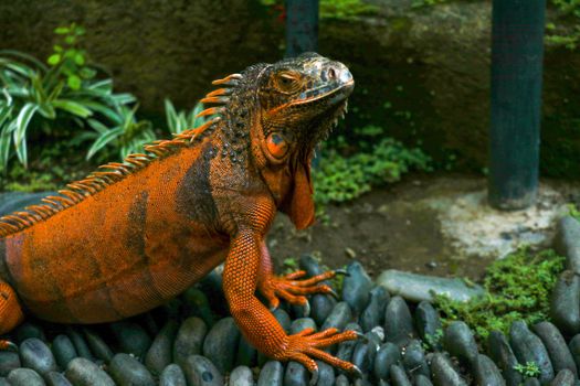 Red Iguana on black lava pebbles. Large adult lizard. Beautiful Red Iguana on stones, animal closeup. A subspecies of the Red Morph. Shy animal red iguana that is perched on stones.