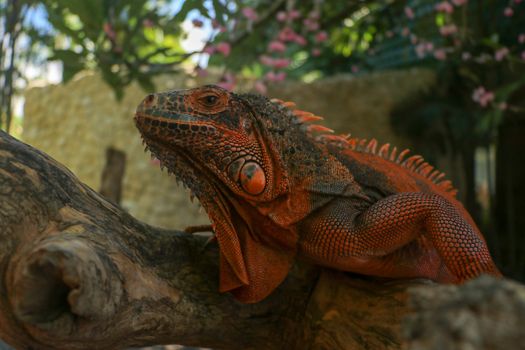 Side view of Red Iguana's head. Red Iguana climbing up tree. Macro photo of large Iguana iguana. Portrait side view Red iguana Isolated on natural background. Large adult lizard. Beautiful Red Iguana