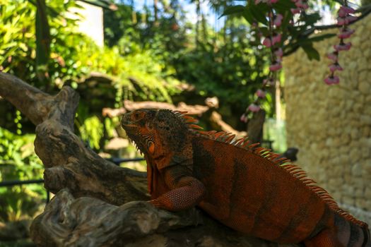 Side view of Red Iguana's head. Red Iguana climbing up tree. Macro photo of large Iguana iguana. Portrait side view Red iguana Isolated on natural background. Large adult lizard. Beautiful Red Iguana