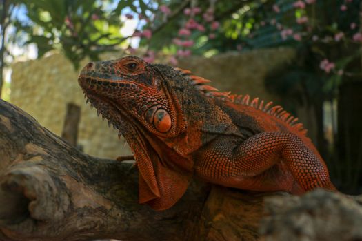 Side view of Red Iguana's head. Red Iguana climbing up tree. Macro photo of large Iguana iguana. Portrait side view Red iguana Isolated on natural background. Large adult lizard. Beautiful Red Iguana