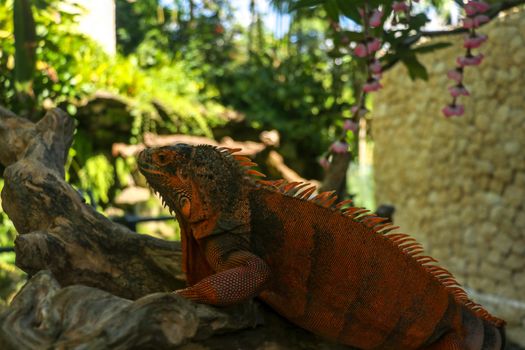 Side view of Red Iguana's head. Red Iguana climbing up tree. Macro photo of large Iguana iguana. Portrait side view Red iguana Isolated on natural background. Large adult lizard. Beautiful Red Iguana