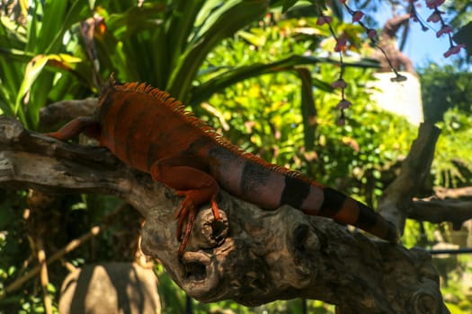 Full body side view of Red Iguana. Red Iguana climbing on branch. Macro photo of large Iguana iguana. Lizard Isolated on natural background. Large adult animal. Beautiful Red Iguana, animal closeup.