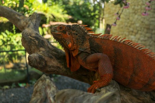 Side view of Red Iguana's head. Red Iguana climbing up tree. Macro photo of large Iguana iguana. Portrait side view Red iguana Isolated on natural background. Large adult lizard. Beautiful Red Iguana
