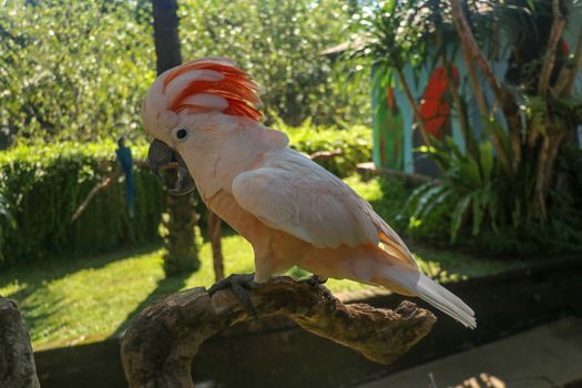 Beautiful Salmon-Crested Cockatoo sitting on dry branch at Bali bird park zoo. Moluccan Cockatoo, Cacatua Moluccensis, Adult Shouting. One of the most famous parrots of the world. Tropical background.