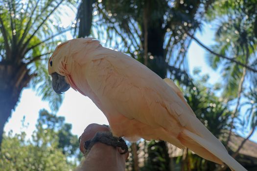 Beautiful Salmon-Crested Cockatoo sitting on dry branch at Bali bird park zoo. Moluccan Cockatoo, Cacatua Moluccensis, Adult Shouting. One of the most famous parrots of the world. Tropical background.