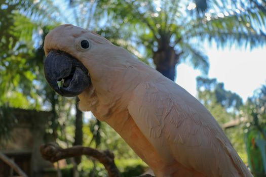 Close up portrait Salmon-Crested Cockatoo at Bali Bird Park ZOO. Moluccan Cockatoo parrot portrait. Macro portrait of a beautiful parrot Cacatua Moluccensis. Exotic travel concept background on branch