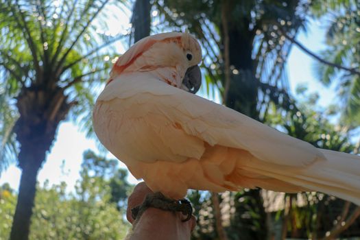 Beautiful Salmon-Crested Cockatoo sitting on dry branch at Bali bird park zoo. Moluccan Cockatoo, Cacatua Moluccensis, Adult Shouting. One of the most famous parrots of the world. Tropical background.