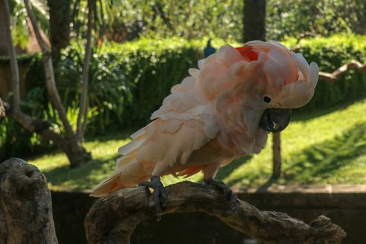 Beautiful Salmon-Crested Cockatoo sitting on dry branch at Bali bird park zoo. Moluccan Cockatoo, Cacatua Moluccensis, Adult Shouting. One of the most famous parrots of the world. Tropical background.