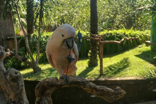 Beautiful Moluccan Cockatoo parrot sitting on dry branch at Bali bird park zoo. Salmon-Crested Cockatoo with green flower in its beak. One of the most famous parrots of the world. Tropical background.