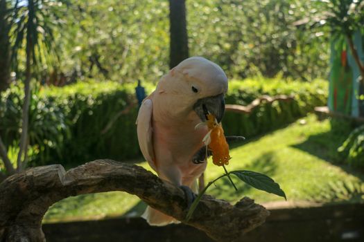 Beautiful Moluccan Cockatoo parrot sitting on dry branch at Bali bird park zoo. Salmon-Crested Cockatoo with green flower in its beak. One of the most famous parrots of the world. Tropical background.