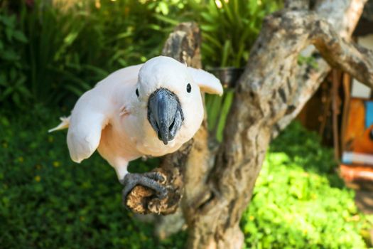 Beautiful Salmon-Crested Cockatoo sitting on dry branch at Bali bird park zoo. Moluccan Cockatoo, Cacatua Moluccensis, Adult Shouting. One of the most famous parrots of the world. Tropical background.