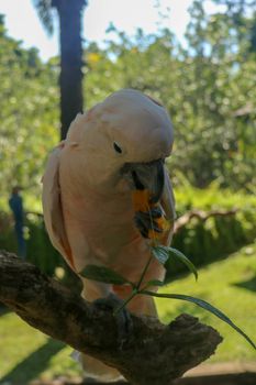 Beautiful Moluccan Cockatoo parrot sitting on dry branch at Bali bird park zoo. Salmon-Crested Cockatoo with green flower in its beak. One of the most famous parrots of the world. Tropical background.
