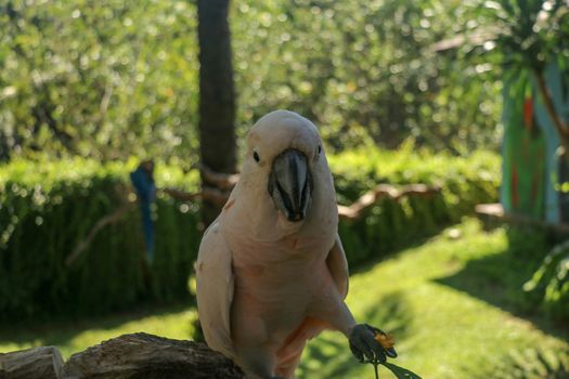 Beautiful Moluccan Cockatoo parrot sitting on dry branch at Bali bird park zoo. Salmon-Crested Cockatoo with green flower in its beak. One of the most famous parrots of the world. Tropical background.