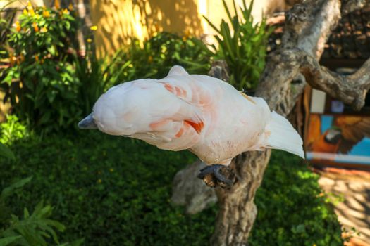Beautiful Salmon-Crested Cockatoo sitting on dry branch at Bali bird park zoo. Moluccan Cockatoo, Cacatua Moluccensis, Adult Shouting. One of the most famous parrots of the world. Tropical background.
