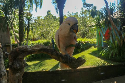 Beautiful Moluccan Cockatoo parrot sitting on dry branch at Bali bird park zoo. Salmon-Crested Cockatoo with green flower in its beak. One of the most famous parrots of the world. Tropical background.