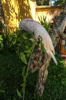 Beautiful Moluccan Cockatoo parrot sitting on dry branch at Bali bird park zoo. Salmon-Crested Cockatoo with green flower in its beak. One of the most famous parrots of the world. Tropical background.
