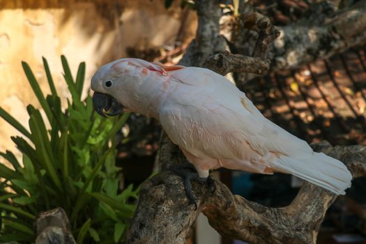 Close up portrait Salmon-Crested Cockatoo at Bali Bird Park ZOO. Moluccan Cockatoo parrot portrait. Macro portrait of a beautiful parrot Cacatua Moluccensis. Exotic travel concept background on branch