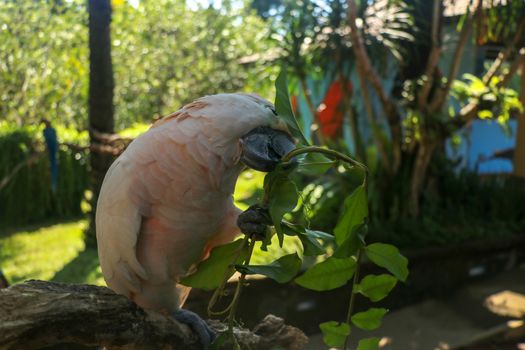 Beautiful Moluccan Cockatoo parrot sitting on dry branch at Bali bird park zoo. Salmon-Crested Cockatoo with green flower in its beak. One of the most famous parrots of the world. Tropical background.
