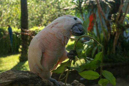 Beautiful Moluccan Cockatoo parrot sitting on dry branch at Bali bird park zoo. Salmon-Crested Cockatoo with green flower in its beak. One of the most famous parrots of the world. Tropical background.