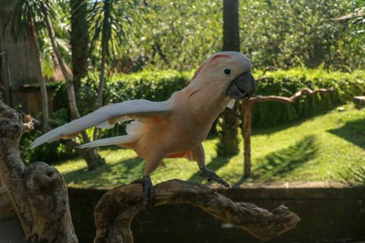 Beautiful Salmon-Crested Cockatoo sitting on dry branch at Bali bird park zoo. Moluccan Cockatoo, Cacatua Moluccensis, Adult Shouting. One of the most famous parrots of the world. Tropical background.