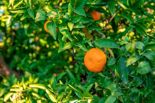 ripe tangerines on a tree before harvest.