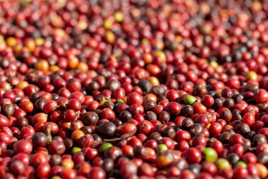 Fresh Arabica Red Coffee beans berries and Drying Process.