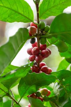 Fresh Arabica Coffee beans ripening on tree in the agricultural garden north of thailand.