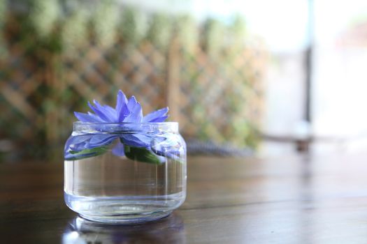 flower in jar
