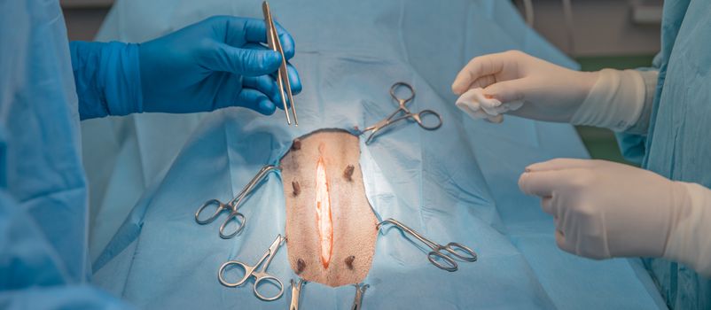 surgery on the abdomen of the animal in the operating room at veterinary clinic.