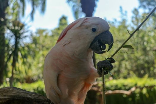Beautiful Moluccan Cockatoo parrot sitting on dry branch at Bali bird park zoo. Salmon-Crested Cockatoo with green flower in its beak. One of the most famous parrots of the world. Tropical background.