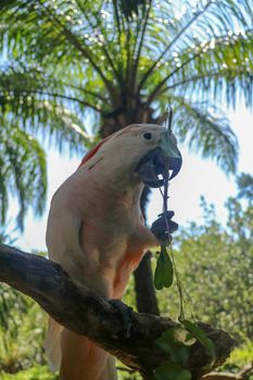 Beautiful Moluccan Cockatoo parrot sitting on dry branch at Bali bird park zoo. Salmon-Crested Cockatoo with green flower in its beak. One of the most famous parrots of the world. Tropical background.