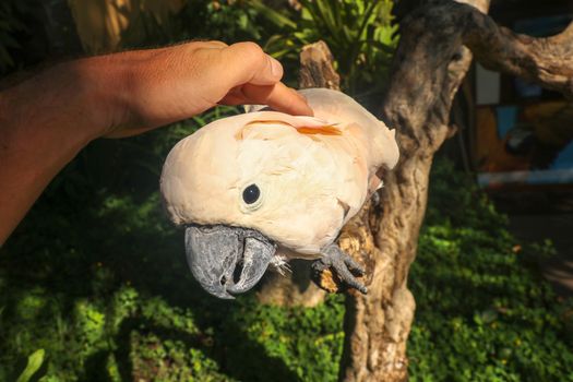 Man hand touching beautiful specimen of coockatoo. Cute Cacatua Moluccensis standing on a branch of a wood and stroking its feathers. Salmon-Crested Cockatoo. Tropical travel concept.
