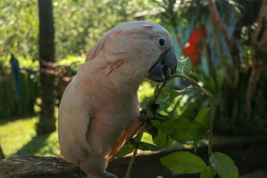 Beautiful Moluccan Cockatoo parrot sitting on dry branch at Bali bird park zoo. Salmon-Crested Cockatoo with green flower in its beak. One of the most famous parrots of the world. Tropical background.