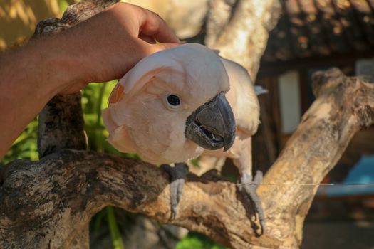 Man hand touching beautiful specimen of coockatoo. Cute Cacatua Moluccensis standing on a branch of a wood and stroking its feathers. Salmon-Crested Cockatoo. Tropical travel concept.