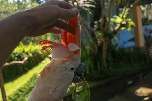 Man hand touching beautiful specimen of coockatoo. Cute Cacatua Moluccensis standing on a branch of a wood and stroking its feathers. Salmon-Crested Cockatoo. Tropical travel concept.