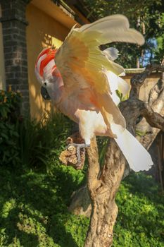 Beautiful Moluccan Cockatoo parrot sitting on a dry branch and waving its wings. Cute Salmon-Crested Cockatoo at Bali bird park zoo. One of most famous parrots of the world. Tropical travel concept.