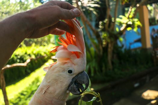 Man hand touching beautiful specimen of coockatoo. Cute Cacatua Moluccensis standing on a branch of a wood and stroking its feathers. Salmon-Crested Cockatoo. Tropical travel concept.